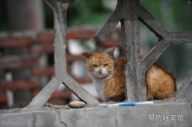 流浪猫吃什么(流浪猫吃什么食物)
