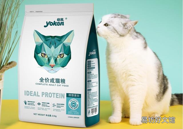 流浪猫吃什么(流浪猫吃什么食物)