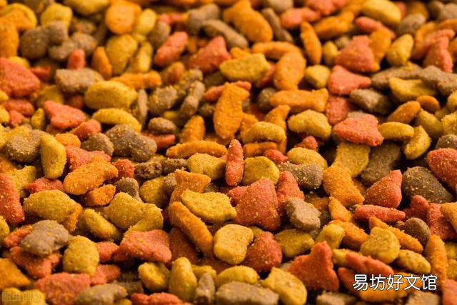 流浪猫吃什么(流浪猫吃什么食物)