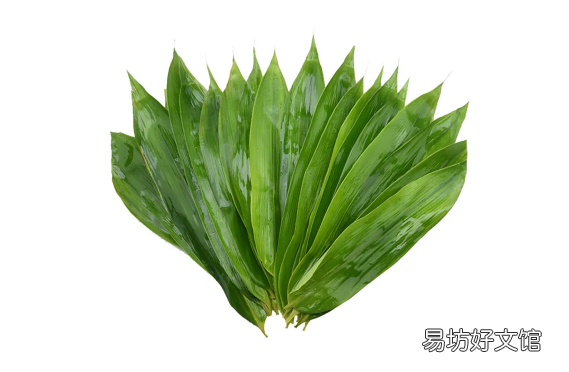 粽叶怎么挑选 粽叶是薄的好还是厚一点的比较好