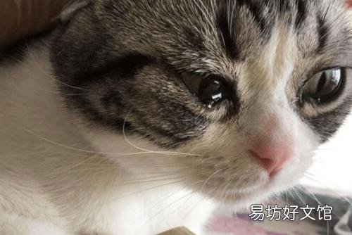 貓哭是怎么回事(夜里貓哭是怎么回事)