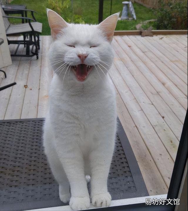 猫咪叫是什么意思(猫咪叫是啥意思)