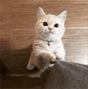 猫咪叫是什么意思(猫咪叫是啥意思)