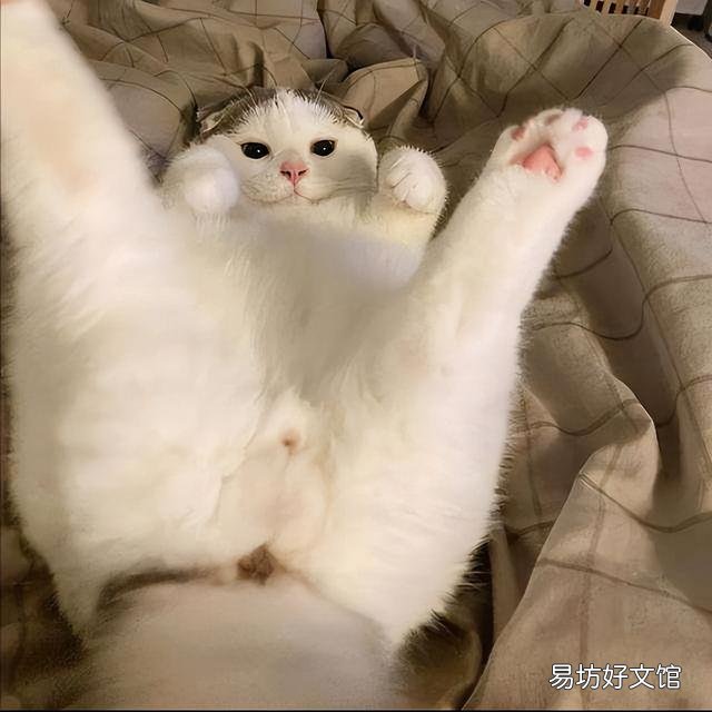 猫咪叫是什么意思(猫咪叫是啥意思)