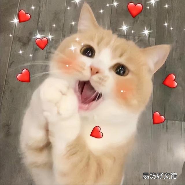 猫咪叫是什么意思(猫咪叫是啥意思)