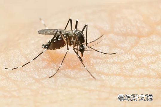 被蚊子咬了擦什么止痒 蚊子最怕什么气味