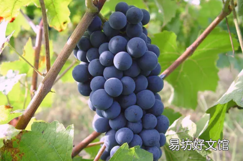 葡萄怎么看新不新鲜 葡萄表面白霜多是新鲜还是不新鲜