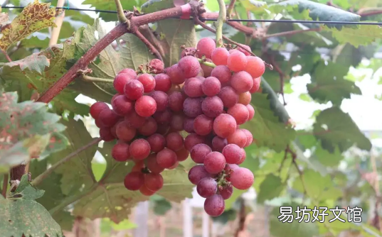 葡萄皮上白霜能吃吗 葡萄表面的白霜是酵母菌吗