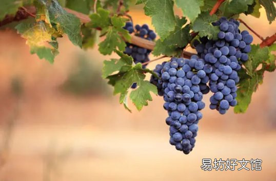 葡萄皮上白霜能吃吗 葡萄表面的白霜是酵母菌吗