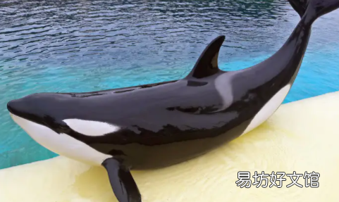 虎鲸不主动伤人的原因 鲸鱼为什么不伤害人类