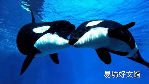 虎鲸不主动伤人的原因 鲸鱼为什么不伤害人类