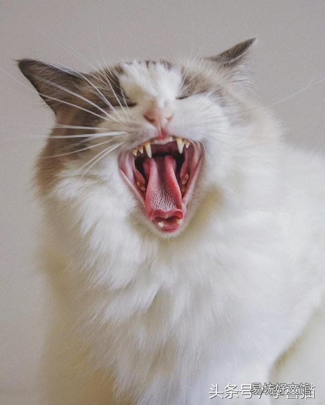猫吐舌头像狗一样喘气(猫吐舌头急促呼吸)