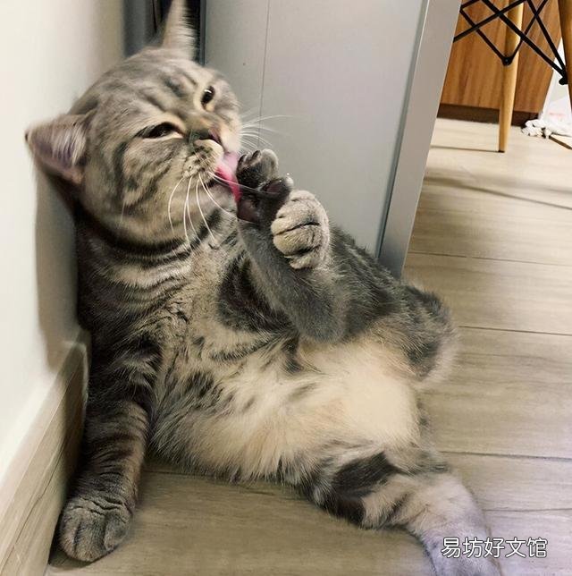 阿比猫图片大全(阿比猫价格)