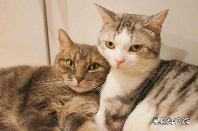 猫流泪用什么眼药水(猫流泪是什么原因造成的)