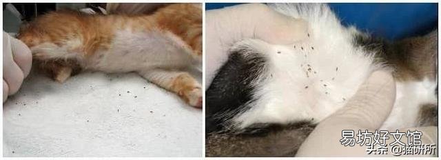 猫咪皮肤病用什么药比较好(猫咪皮肤病症状及图片)