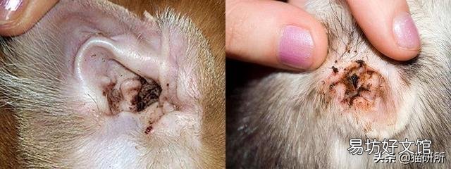 猫咪皮肤病用什么药比较好(猫咪皮肤病症状及图片)