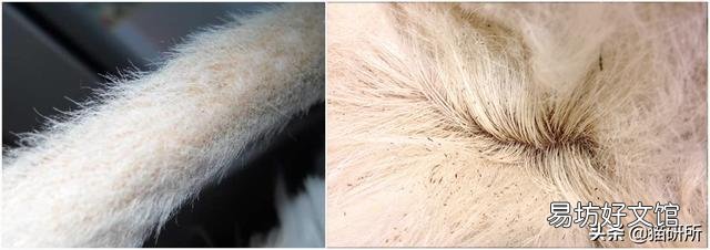 猫咪皮肤病用什么药比较好(猫咪皮肤病症状及图片)