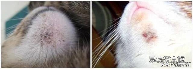 猫咪皮肤病用什么药比较好(猫咪皮肤病症状及图片)
