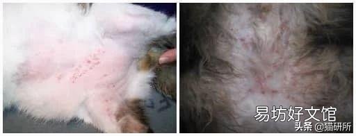 猫咪皮肤病用什么药比较好(猫咪皮肤病症状及图片)