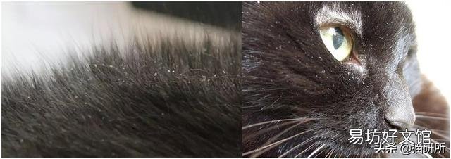 猫咪皮肤病用什么药比较好(猫咪皮肤病症状及图片)