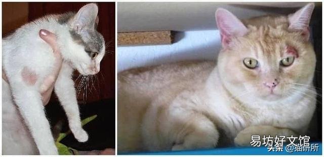 猫咪皮肤病用什么药比较好(猫咪皮肤病症状及图片)