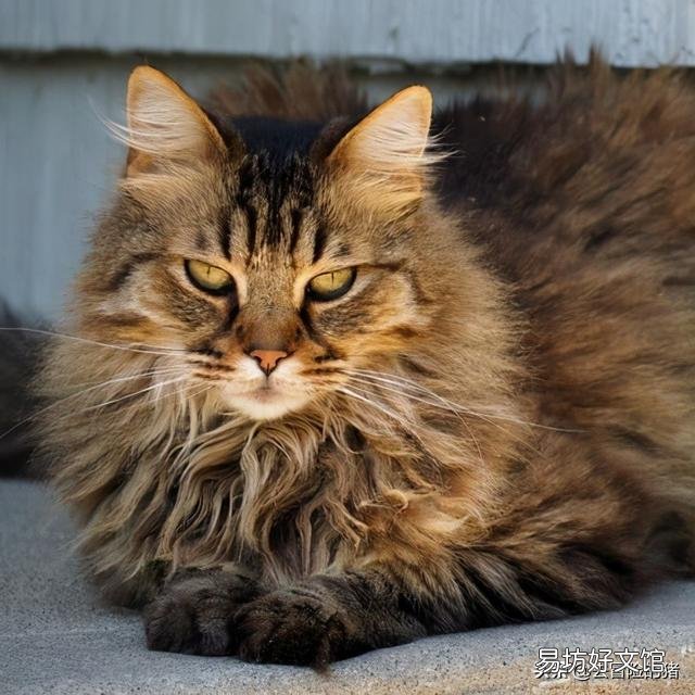 美国长毛猫品种(美国长毛猫又叫什么)