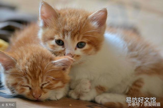 猫咪临产前的六个特殊征兆(猫咪临产前有什么迹象)