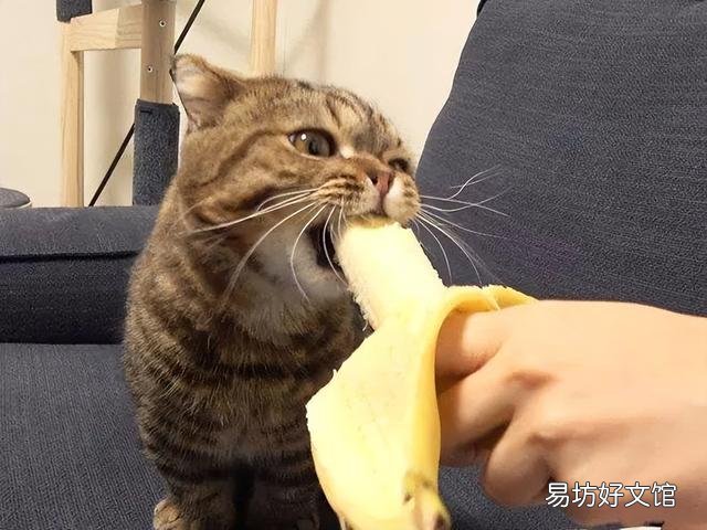猫能吃的20种食物(猫能吃的20种食物图片)