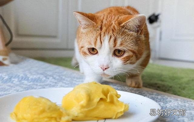 猫能吃的20种食物(猫能吃的20种食物图片)
