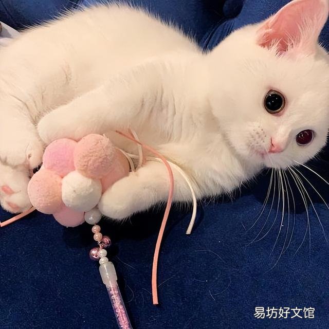 猫能吃的20种食物(猫能吃的20种食物图片)