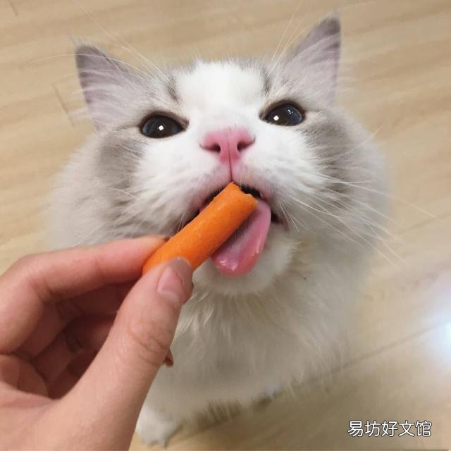 猫能吃的20种食物(猫能吃的20种食物图片)