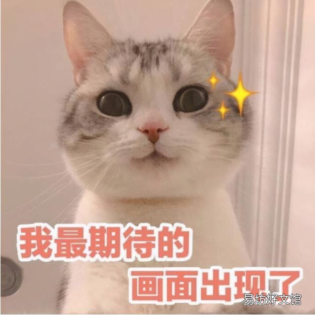 猫能吃的20种食物(猫能吃的20种食物图片)