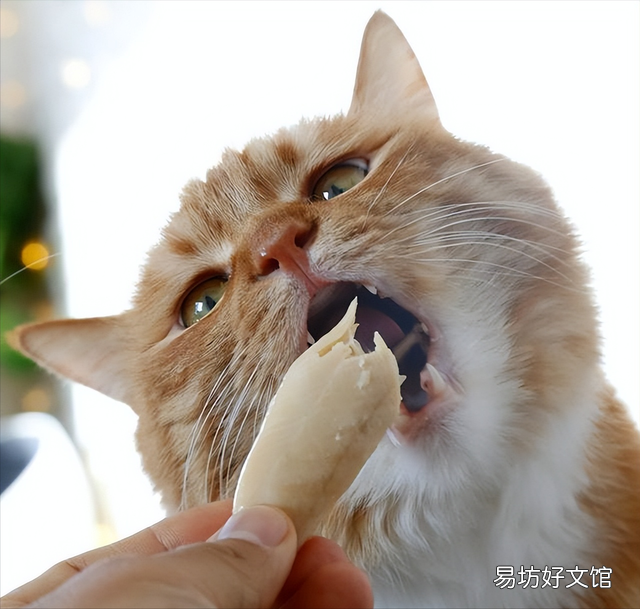 猫能吃的20种食物(猫能吃的20种食物图片)