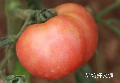 未成熟的西红柿能吃吗?吃生西红柿好吗