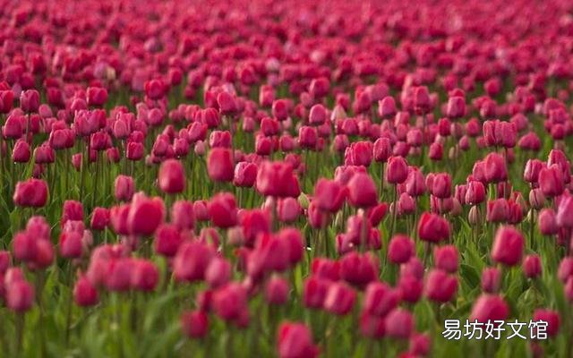 什么花不适合摆在家里养?因为影响健康?