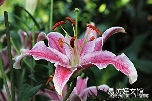 什么花不适合摆在家里养?因为影响健康?