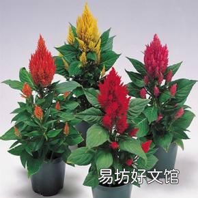 什么花不适合摆在家里养?因为影响健康?