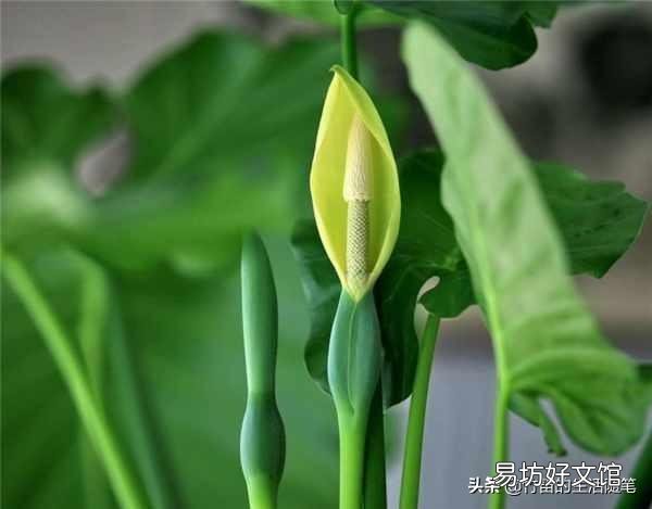 什么花不适合摆在家里养?因为影响健康?