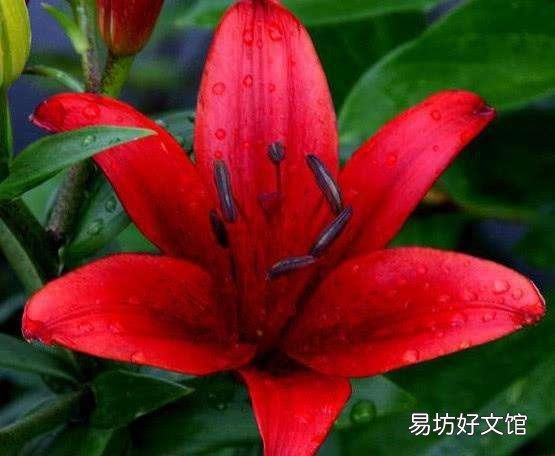 什么花不适合摆在家里养?因为影响健康?