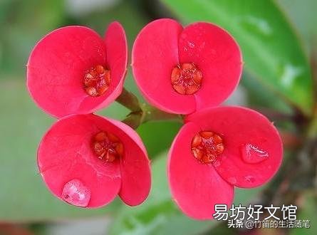 什么花不适合摆在家里养?因为影响健康?