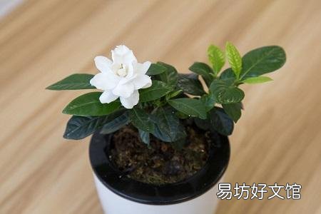 4月份买的栀子花现在能换盆吗?