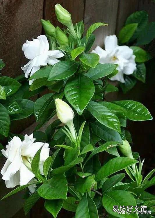 4月份买的栀子花现在能换盆吗?