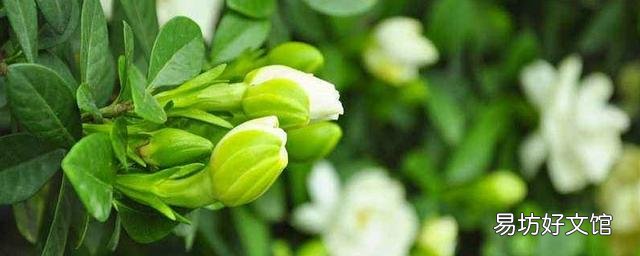 4月份买的栀子花现在能换盆吗?