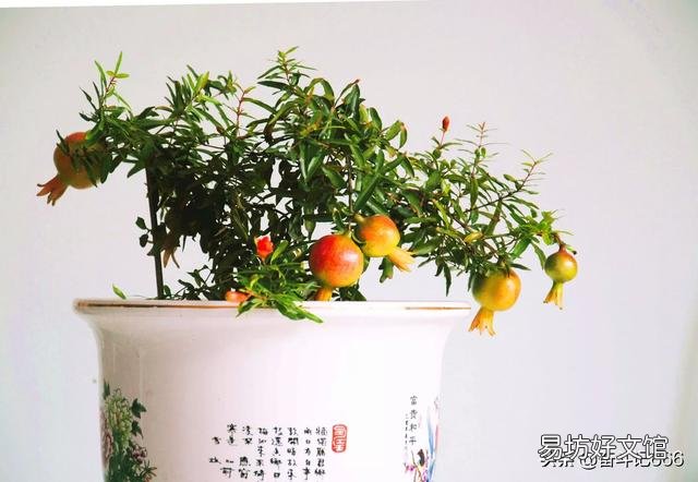 石榴盆栽会结果吗?新手求带?