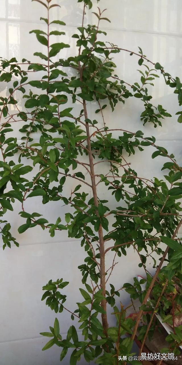 石榴盆栽会结果吗?新手求带?