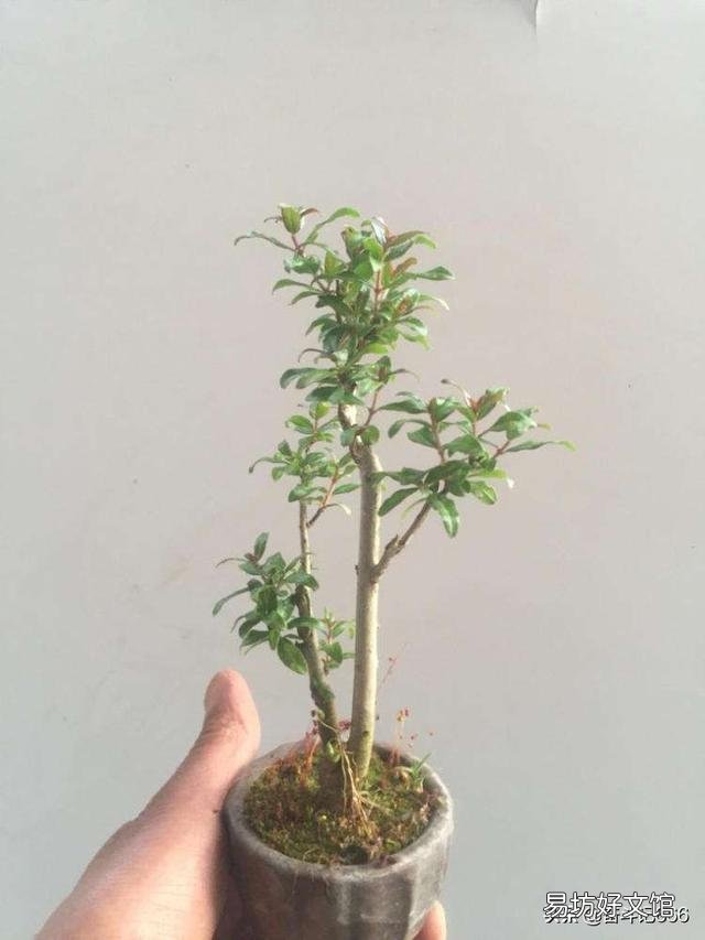 石榴盆栽会结果吗?新手求带?
