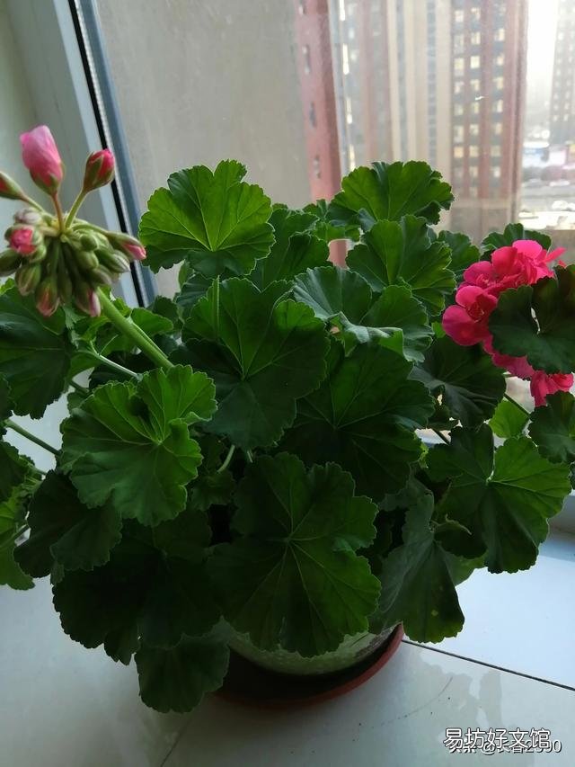 天竺葵对人体好吗?