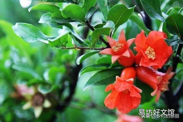 在室内养石溜树对身体好吗?