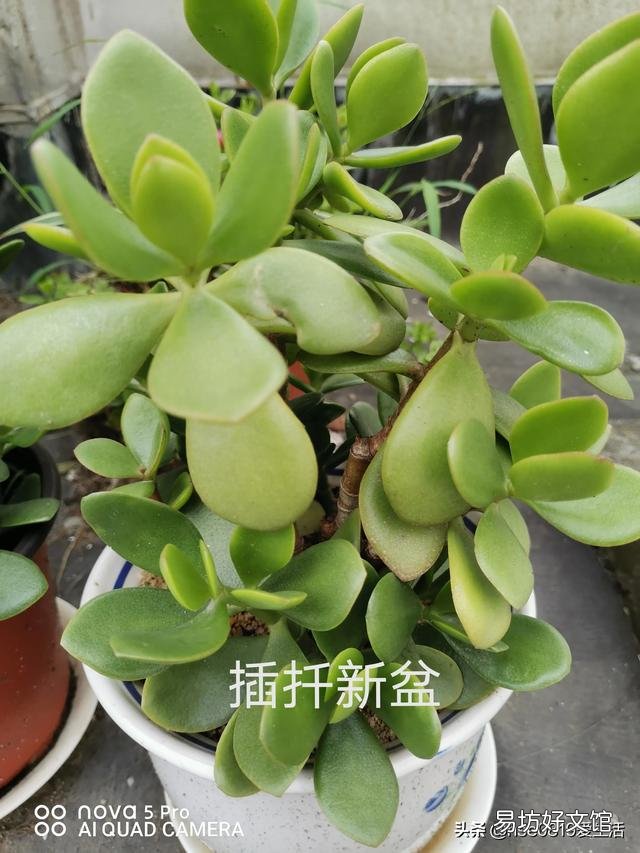玉树可以剪得一片叶子都不留吗?会不会挂?