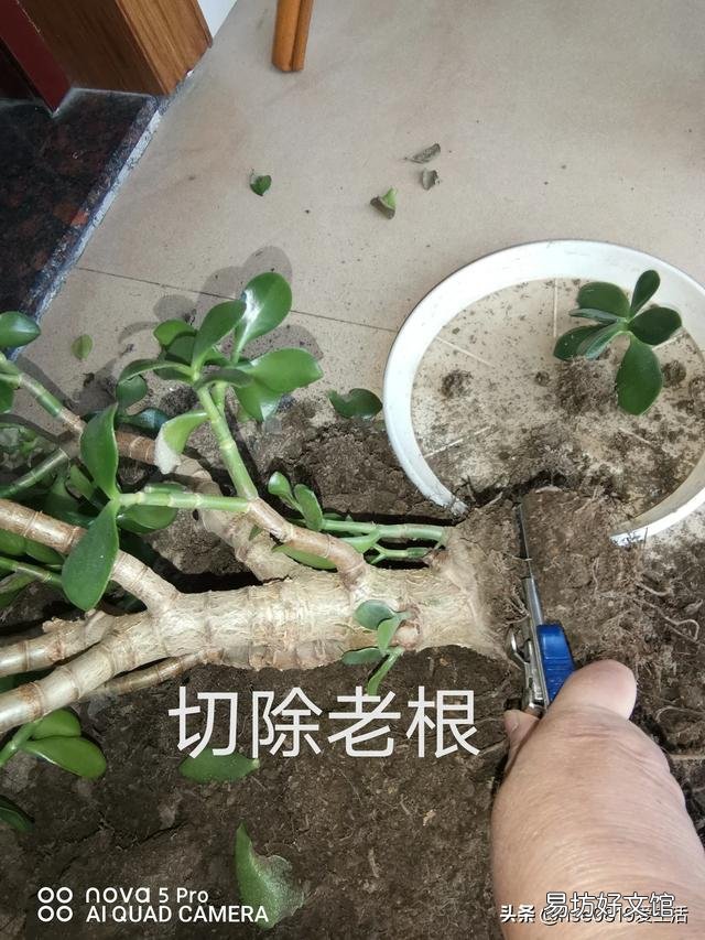 玉树可以剪得一片叶子都不留吗?会不会挂?